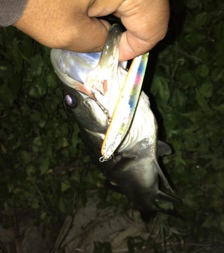 河川のスズキが高活性です