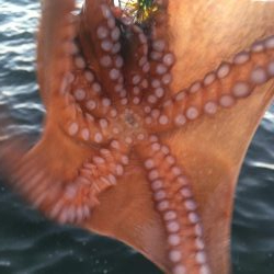 タコフィネス　昨日の雨により海況好転？