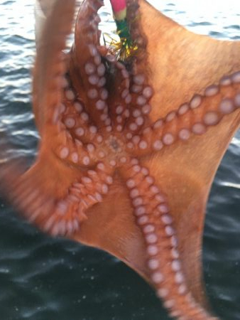 タコフィネス　昨日の雨により海況好転？