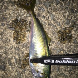 アジング二日目