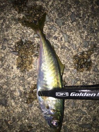 アジング二日目