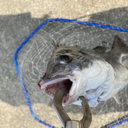 真昼間の岸ジギ