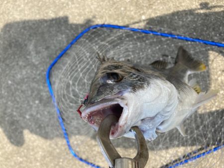 真昼間の岸ジギ