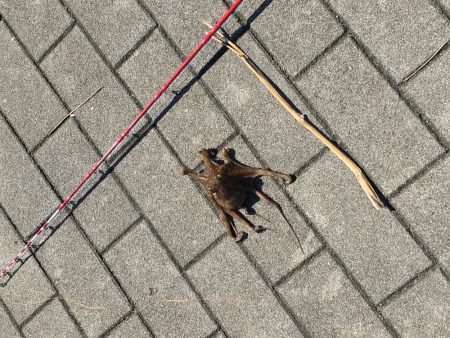 タコ釣りエギング