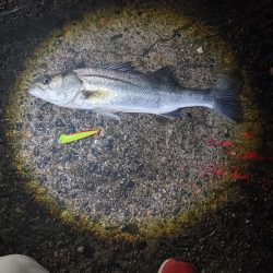 フッコ45cm ヒラメ35cm 粘りました