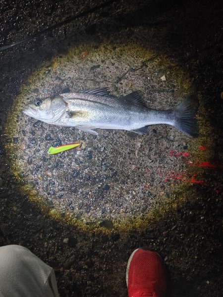 フッコ45cm ヒラメ35cm 粘りました