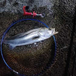 シーバスのサイズ測るの忘れたー