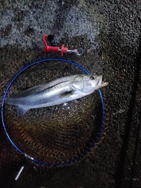 シーバスのサイズ測るの忘れたー