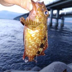 アジングのはずか