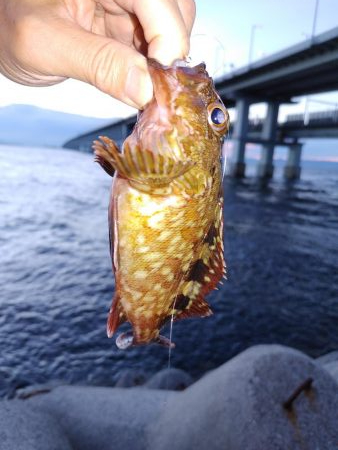 アジングのはずか