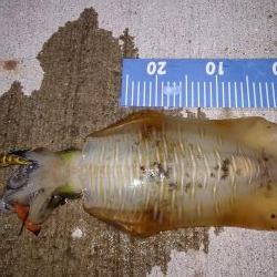 エギング！フロートリグ！