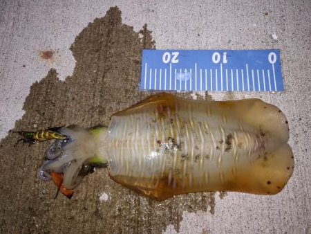 エギング！フロートリグ！