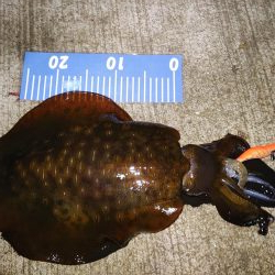 エギング！メバリング！