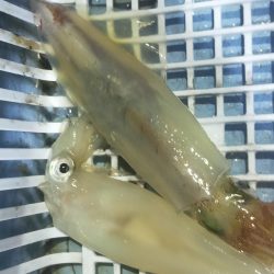 シロイカ台風前