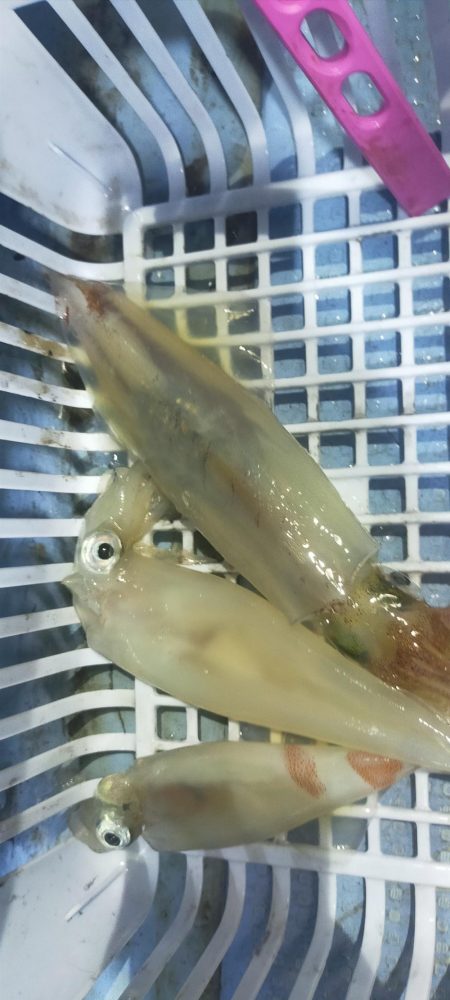 シロイカ台風前