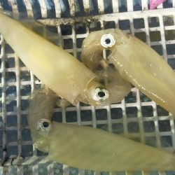 シロイカぼちぼち