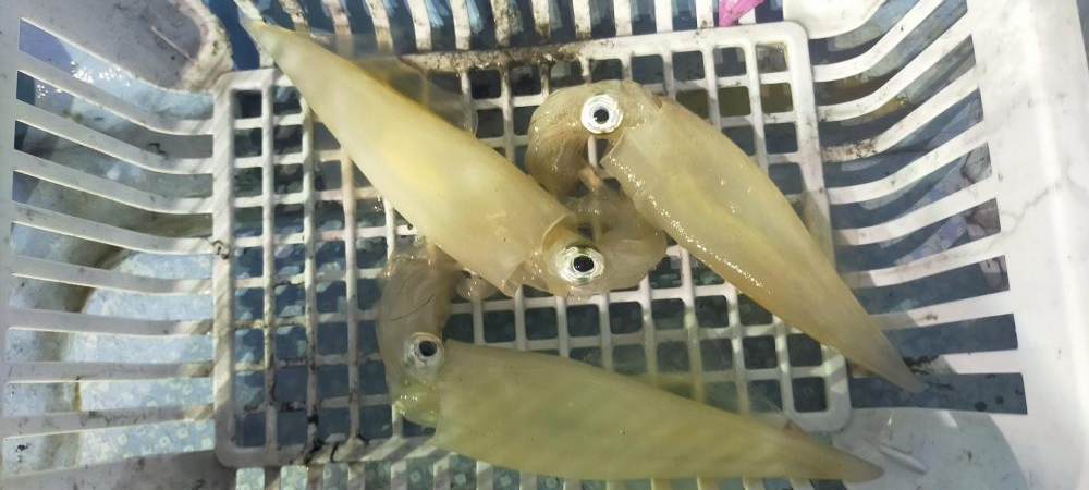 シロイカぼちぼち