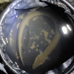 自転車うなぎ釣り