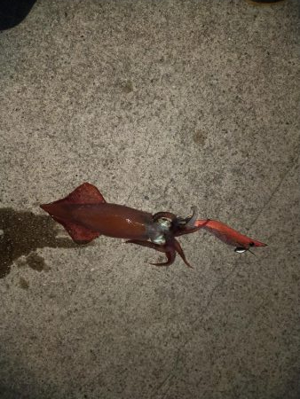 久しぶりのエギング