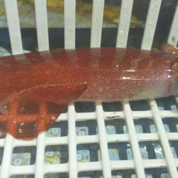 渋くなってきた