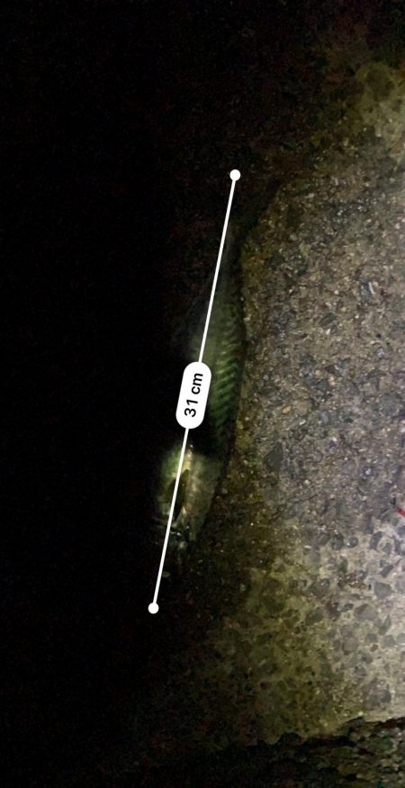 大サバ狙い〜ショアジギ