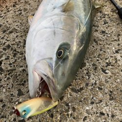 A.P.Pフィッシングガイドサービス　今夏のヒラマサをプロトルアーでRIDEON！となる