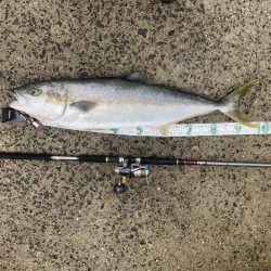 A.P.Pフィッシングガイドサービス　スプリットリング吹き飛ぶ、会心の引きを見せた98㎝のヒラマサRIDEON！！