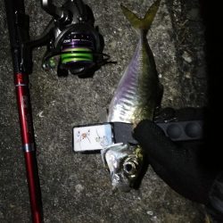 2021/07/31 南港アジング