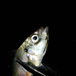 (尺アジ)フロートゲーム