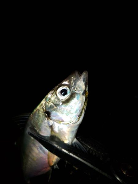 (尺アジ)フロートゲーム