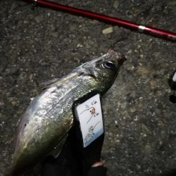 2021/08/02 南港アジング