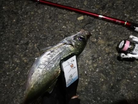 2021/08/02 南港アジング