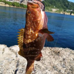 ロックフィッシュ