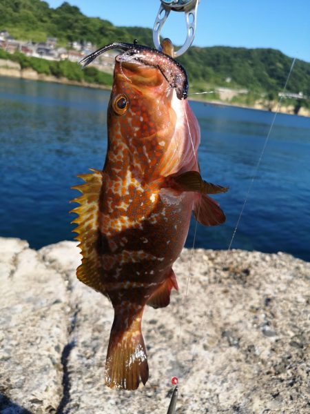 ロックフィッシュ