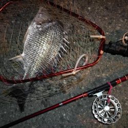 2021/08/04 南港ヘチ釣り