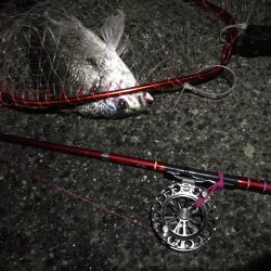 2021/08/06 南港ヘチ釣り