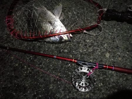 2021/08/06 南港ヘチ釣り