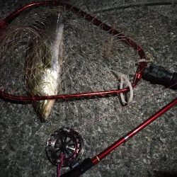 2021/08/07 南港ヘチ釣り