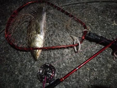 2021/08/07 南港ヘチ釣り