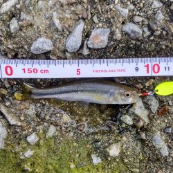 短時間チャビングでカワムツ好調でした！