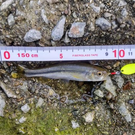 短時間チャビングでカワムツ好調でした！