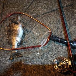 2021/08/10 南港ヘチ釣り