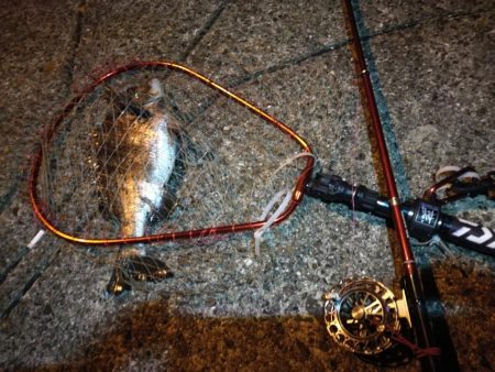 2021/08/10 南港ヘチ釣り