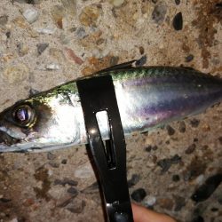 久しぶりの10匹