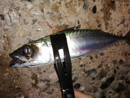 久しぶりの10匹