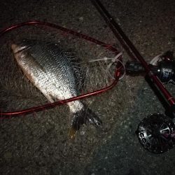 2021/08/15 南港ヘチ釣り