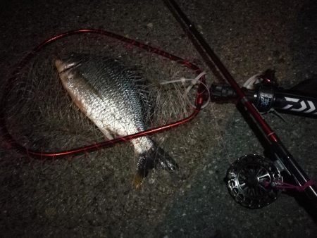 2021/08/15 南港ヘチ釣り