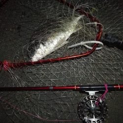 2021/08/25 南港ヘチ釣り