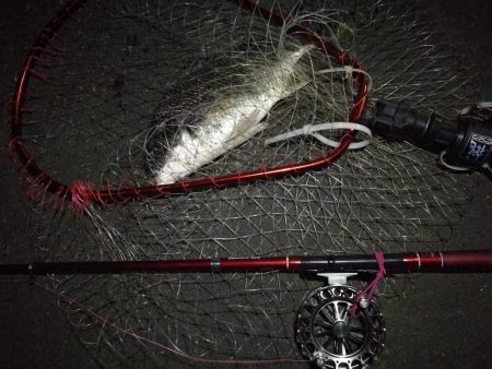 2021/08/25 南港ヘチ釣り