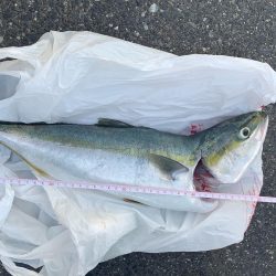 ショアジギングで青物